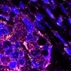 Multiplex in-situ RNA detection