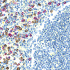 Multiplex in-situ RNA detection