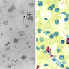 Multiplex in-situ RNA detection