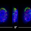 Multiplex in-situ RNA detection