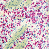 Multiplex in-situ RNA detection