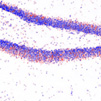 Multiplex in-situ RNA detection