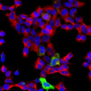 Multiplex in-situ RNA detection