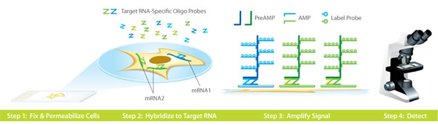 how RNAscope works