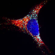 Multiplex in-situ RNA detection